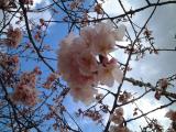 多摩川の桜