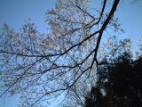 立岩湖の畔の桜を見上げる
